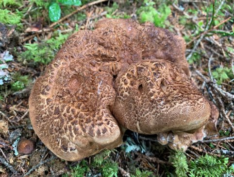 Marsipanstorpigg Tydal Foto Harald Kristian Johnsen